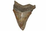 Serrated, Brown Fossil Megalodon Tooth - South Carolina #321251-1